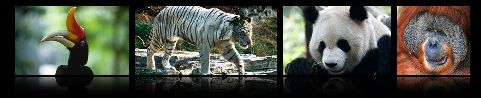Animal images